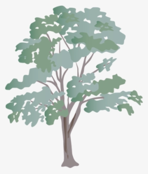 Ian Symbol Eucalyptus Spp 1 - Tree Wall Calendar