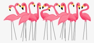Classy Yard Pink Flamingos - Cuban Pink Flamingos Greeting Cards
