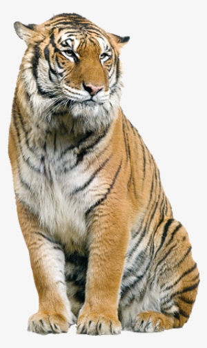 Tigre Imagenes
