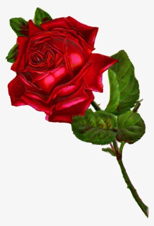 Single Red Rose Clip Art - Vintage Red Rose Illustration
