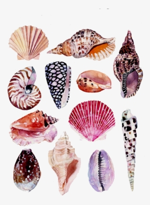 Watercolor Painting Art Nature Clip Transparent Stock - Watercolor Shell Scientific Illustration