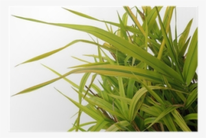 Ornamental Grass Phalaris Arundinacea Arctic Sun Poster - Sweet Grass