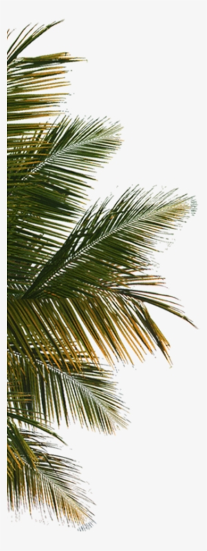 Palm Tree Leaf Png Download - Coconut