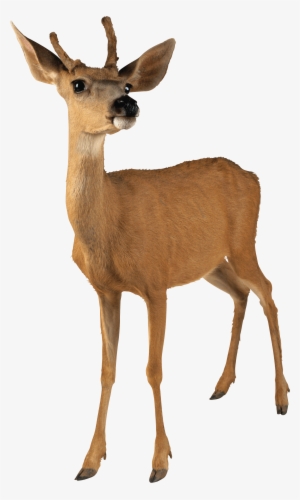 Deer Young - Deer Transparent Background