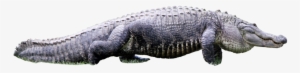 Alligator2 - Portable Network Graphics