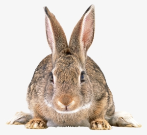 Free Png Cute Brown Rabbit Png Images Transparent - Rabbit With No Background