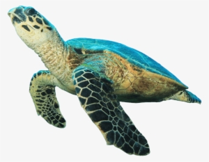 Animals - Sea Turtle No Background