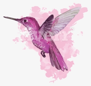 Hummingbird Watercolor Illustration