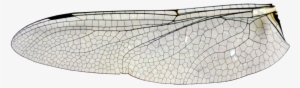 Large Dragonfly Wing Stock - Insect Wing Png Transparent