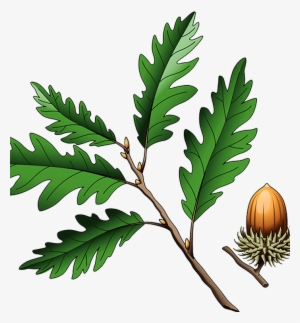 Southern Live Oak Quercus Coccinea Quercus Cerris Illustration - Oak