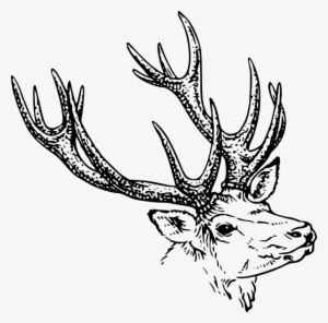 Stag Sketch Shower Curtain