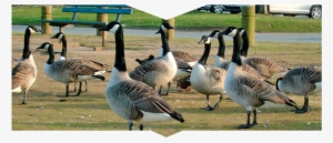 A Gaggle Of Geese - Canada Goose