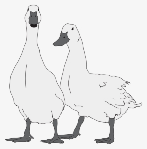 Goose Bw - Geese Drawing
