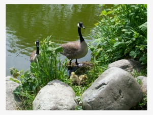 Geese By Water - Goose