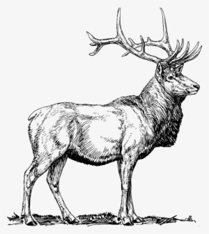 Elk Deer Moose Pronghorn Drawing - Elk Clip Art