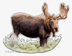 Bull Moose Or Elk Decal - Alaska State Animal