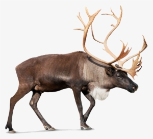 Standing Moose Png Image - Caribou Reindeer