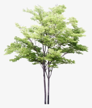 Arbres - 3d Trees Png For Photoshop