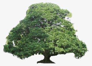 Maximum Tree Height - Oak