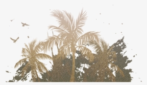 Palm Trees - - Palm Trees