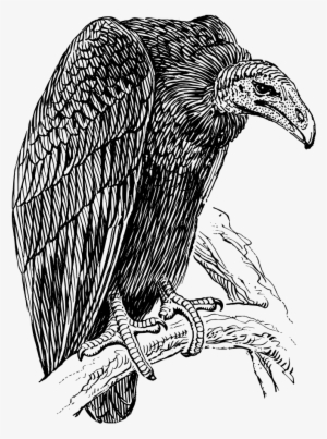 Black Vulture Drawing Bird Of Prey Free Commercial - Black And White Picture Of Vulture