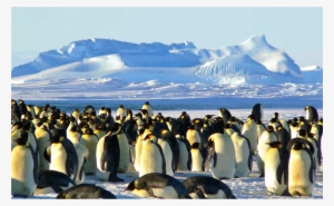 Medium Image - Emperor Penguins (journal / Notebook)