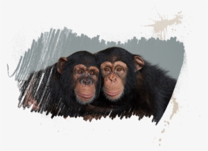 Meet Thechimpanzees - Chimpanzees Png