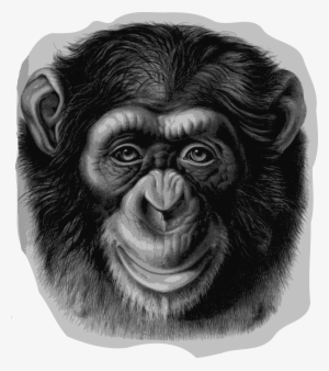 Chimp Drawing Eye - Monkey Head