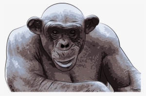 Ashes The Hairless Chimp - Busy Monkey