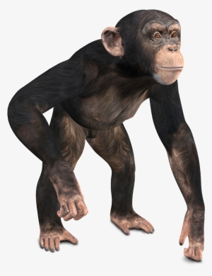 Chimpanzee 3d Model - Monkey 3d Model Png