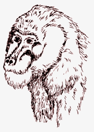 Head, Drawing, Face, Art, Animal, Chimp - Chimpanzees Drawings Transparent Background