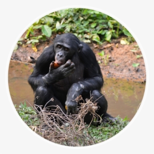 Ngo & Humanitarian Aid Case Study - Lola Ya Bonobo