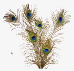 Top Images For Peacock Feathers Png Crest On Picsunday - Mor Pankh Png File