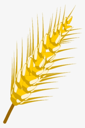 Desenho De Trigo Png - Wheat