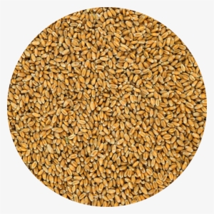 Trigo Grano Para Alimentación Nutricional De Gallinas - Cereal De Trigo Png