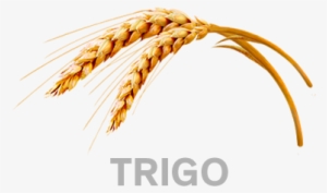 Trigo - Kelloggs All Bran Crunch Berry Delivered To Canada