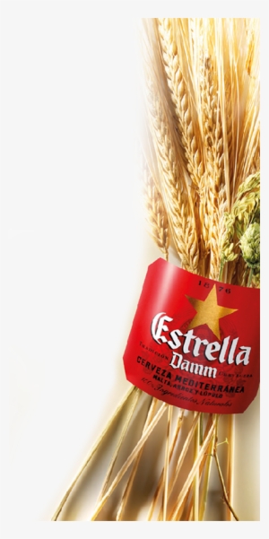 Since Then, Estrella Damm Has Been Brewed Using The - Estrella Damm