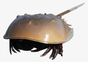 Horseshoe - Horseshoe Crab Transparent