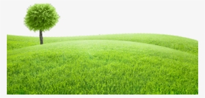 Paisaje Pasto Freetoedit