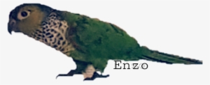 Enzo Freetoedit - Parrot