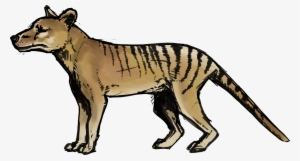 Image Result For Site - Thylacine Png