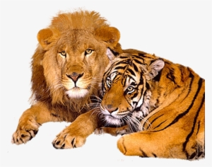 Lion Tiger Psd74183 - Transparent Lion And Tiger