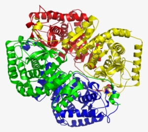 Lactate Dehydrogenase M4 1i10 - Ldh Structure