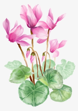 Цикламены - Cyclamen Flower Drawing