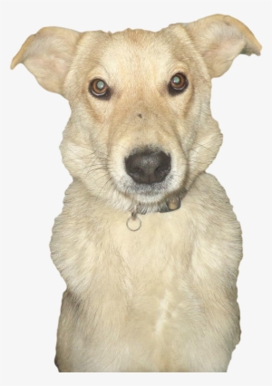 Abandoned Dog Transparent Image - Companion Dog