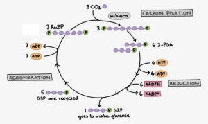 The Calvin Cycle - Easy Calvin Cycle Simple