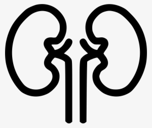 Kidney Organ Health Medical Health Renal Kidnies Comments - Png Kidney