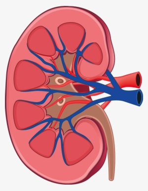 Image Free Library Kidney Clipart Kidney Anatomy - Transparent Kidney Clipart