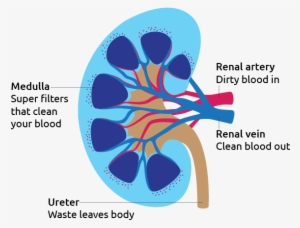 Kidney Diagram - Kidney