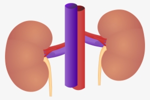 renal external anatomy - kidney